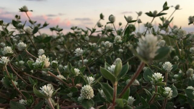 Sunset background & Globe amaranth in a Peaceful Environment
