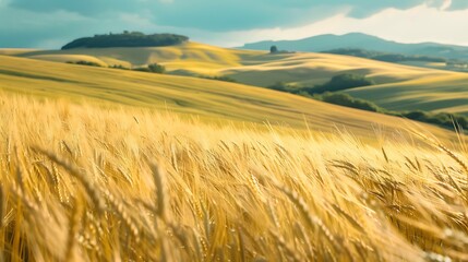 Obraz premium Golden wheat field bathed in the warm glow of sunlight against the backdrop of rolling hills.