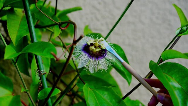 pollinating the  passion  flower  in the vine by brush