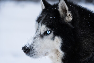 Husky dog ​​face with blue eyes in winter, close-up photo.