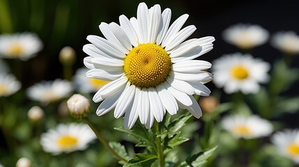 Fototapeta premium Marguerite flower in bloom HD 8K wallpaper Stock Photographic Image