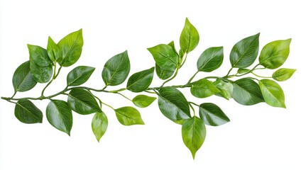 Obraz premium Green Leaves Branch on White Background