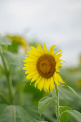夏の花といえば黄色いヒマワリ
