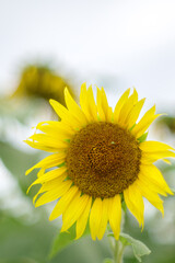 Fototapeta premium 夏の花といえば黄色いヒマワリ 