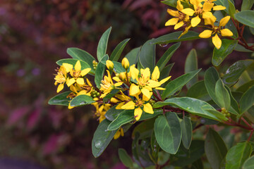 Cute little yellow flowers of Galphimia glauca, bloom in the middle of bright green leaves, also known as rain of gold, golden showers, thryallis and shower of gold.
