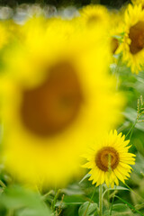 夏の花といえば黄色いヒマワリ
