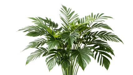 Fototapeta premium Lush Indoor Plant with Green Leaves Arrangement