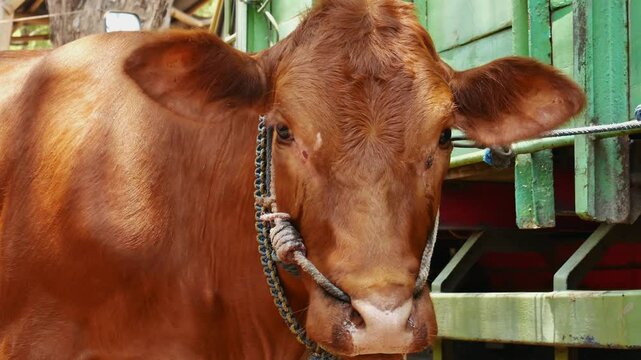 Local cow with a rope on the nose. cattle kept by breeders when sold at animal markets.
