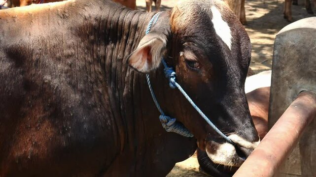 Local cow with a rope on the nose. cattle kept by breeders when sold at animal markets.