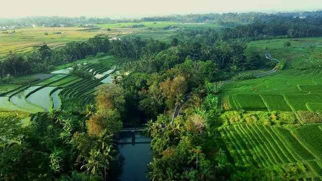 Bali Rice Fields and River at Dawn: A Refreshing Morning Scene, 