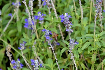 ホバリングしながらブルーサルビアの蜜を吸っているホシヒメホウジャク