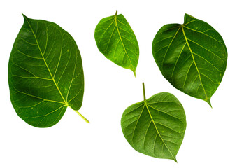 Ficus religiosa green leaves isolated on white background