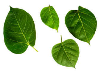 Ficus religiosa green leaves isolated on white background