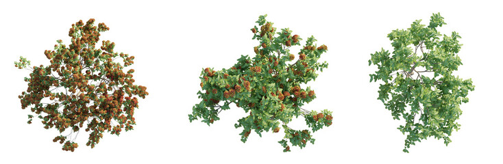 Saraca asoca 1 tree plan top view cutout isolate © DH Tree Stock