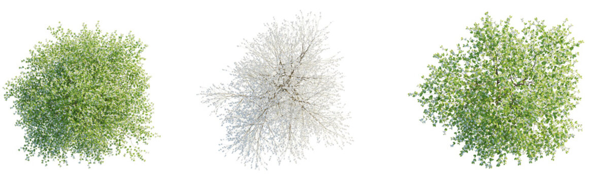 Bauhinia acuminata  tree plan top view cutout isolate