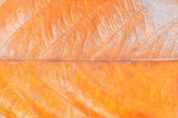 dried leaf ,wilt leaf or brown leaf