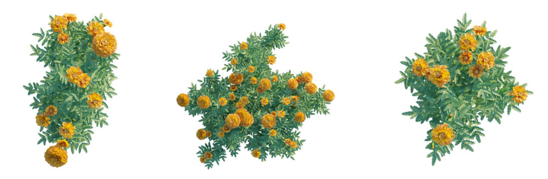Saraca asoca 1 tree plan top view cutout isolate