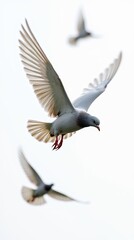 Obraz premium Close-up view of three pigeons flying on white background