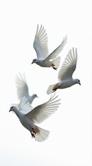 Fototapeta premium Close up of three pigeons gracefully flying in the sky