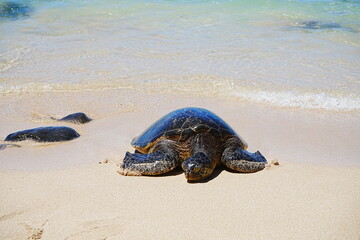 Sea turtle peacefully resting on Laniakea Beach in Oahu, Hawaii, United States - ハワイ ウミガメ