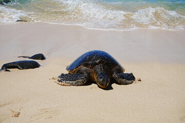 Sea turtle peacefully resting on Laniakea Beach in Oahu, Hawaii, United States - ハワイ ウミガメ