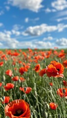 Peaceful Poppy Field in Full Bloom Under a Bright Blue Sky with Fluffy White Clouds - Nature Stock Photo