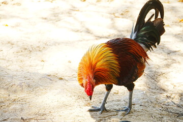 Close up portrait of Beautiful Chicken, Rooster on field - カラフルな雄鶏