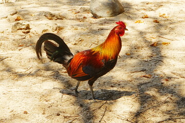 Close up portrait of Beautiful Chicken, Rooster on field - カラフルな雄鶏