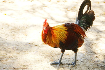 Close up portrait of Beautiful Chicken, Rooster on field - カラフルな雄鶏