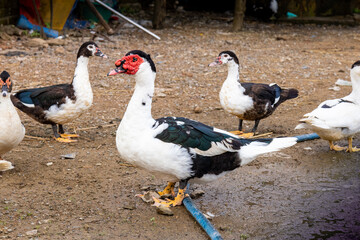 The duck standing on the wet ground on the farm, has a distinctive red head and black and white feathers. Duck group.