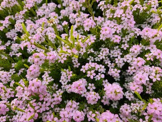 Obraz premium Pink white flowers in bloom