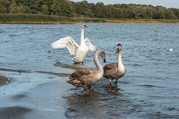 Swans on banks of Curonian Lagoon on Curonian Spit in village Lesnoy. Russia