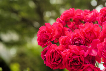 Bouquet of vibrant red roses (Rosa rubiginosa) in rural South Korea
