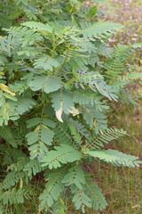 White Agasta Flowers, Vegetable hummingbird tree, Sesbania grandiflora (L.) Pers.