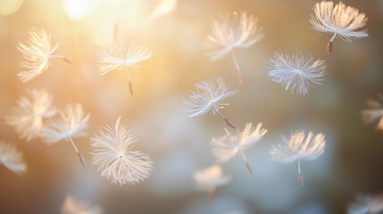 dandelion seeds in the wind