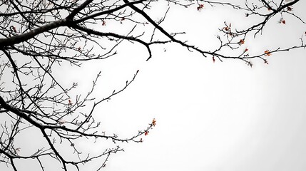 Obraz premium Bare branches hold red leaves against a bright white sky, stark and beautiful.