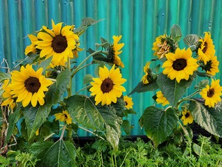 Yellow sunflowers blooming in group in garden bed