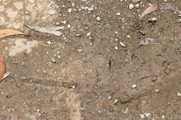 the natural concrete ground in the morning