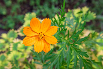 Close up bright blooming yellow cosmos flowers, in the beautiful morning sunlight. (Cosmos sulphureus, sulfur cosmos ,garden cosmos, Mexican aster, Cosmos bipinnatus)