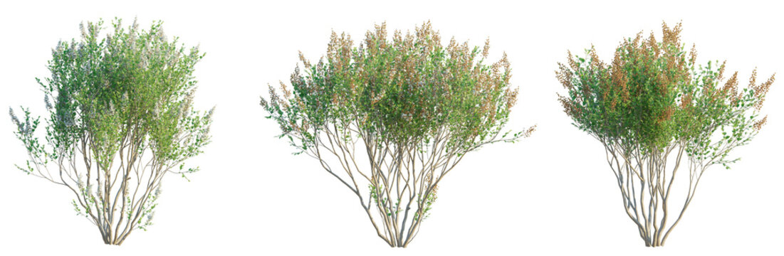 Lawsonia inermis tree 4k png cutout transparent