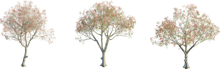 Obraz premium Erythrina variegata tree 4k png cutout transparent