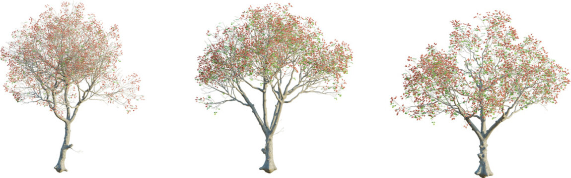 Erythrina variegata tree 4k png cutout transparent