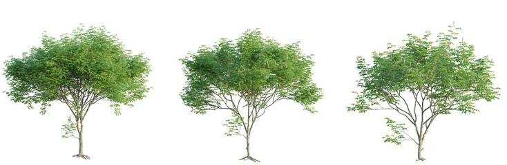 Obraz premium Millettia pinnata tree 4k png cutout transparent