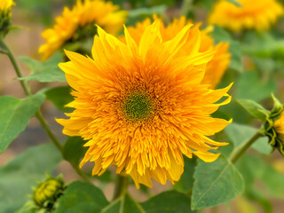 Blooming sunflower farm field, big bright yellow sunflower, agriculture concept harvest. Growing seeds for oil