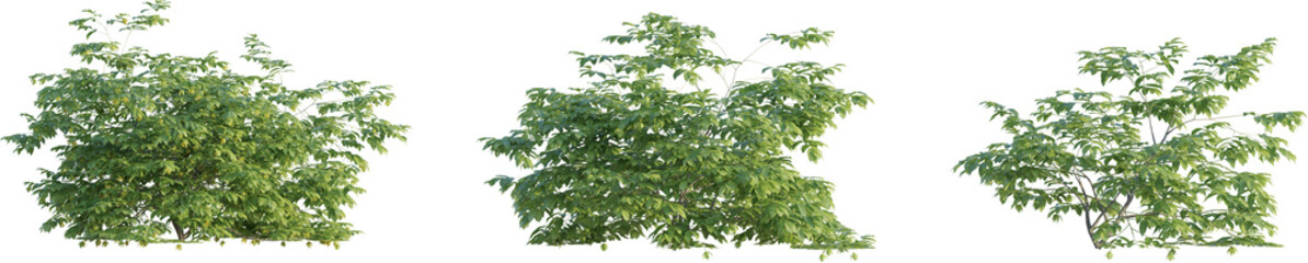  Artabotrys odoratissimus  tree 4k png cutout transparent