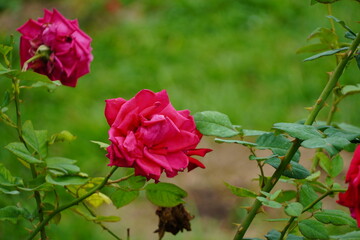 pink rose in garden