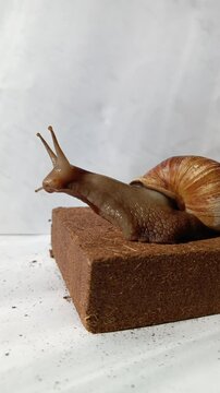 Snail Achatina moves antennas, antennae on a white background. Snail close-up crawls on coconut substrate. Pets. Mollusk. Background.