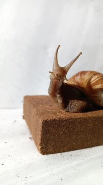 Snail Achatina moves antennas, antennae on a white background. Snail close-up crawls on coconut substrate. Pets. Mollusk. Background.