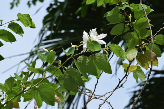 White Snowy Orchid Flowers on Trees (Bauhinia acuminata).