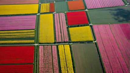 An aerial view of a patchwork of vibrant tulip fields in Holland, with bold stripes of red, yellow, purple, and pink flowers stretching across the landscape under a bright, clear sky, perfect for a co